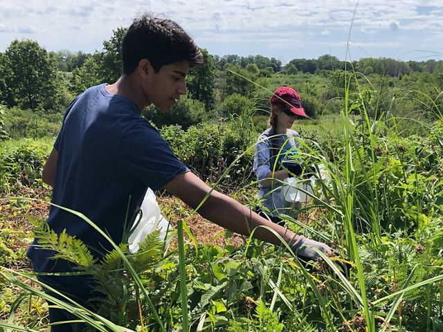 Os alunos do ensino médio Luke e Ernacoletam sementes de flores selvagens que serão usadas para plantio, como parte dos esforços de reflorestamento em Chiwaukee Prairie West.