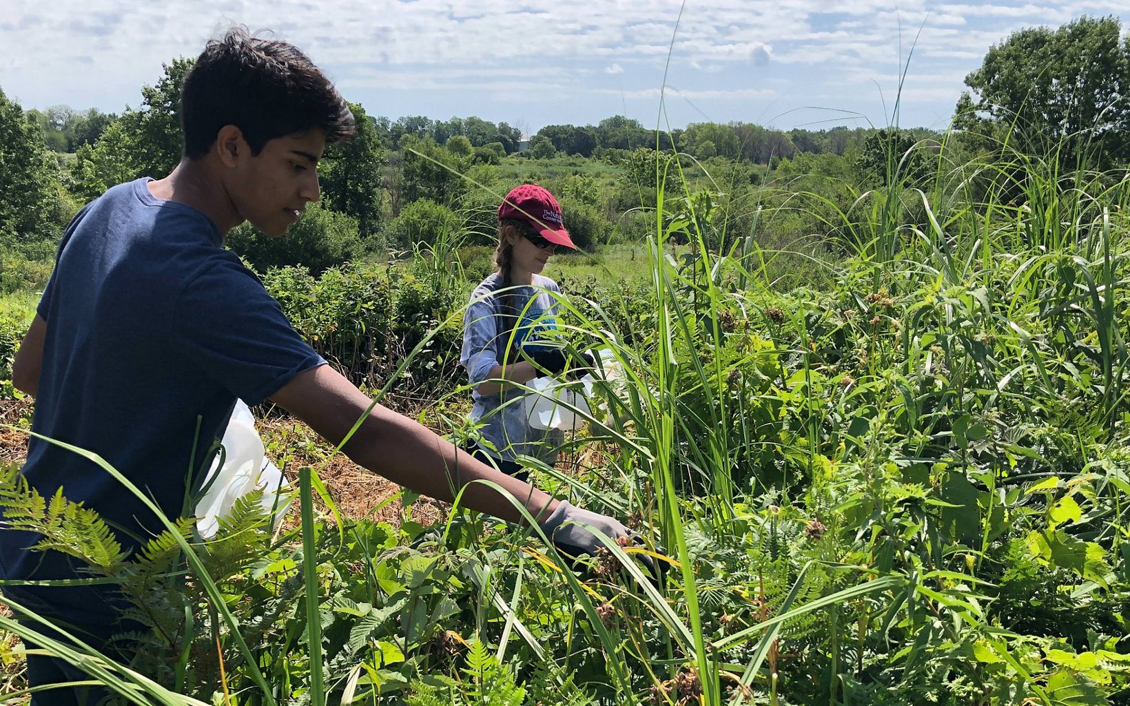 High schoolers collect seed from native wildflowers in a lush prairie.