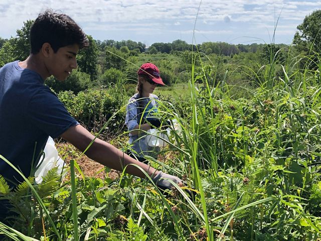 High school interns Luke and Erna collect seed from native wildflowers to be used in plantings as part of the restoration of the land at Chiwaukee Prairie West.