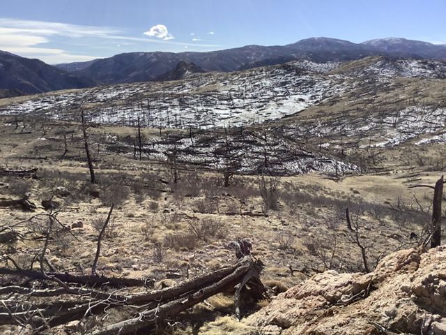 High Park burn scar in January 2020, eight years after the fire. There is very little tree regeneration. TNC is looking to reforest this region with seeds and seedlings.