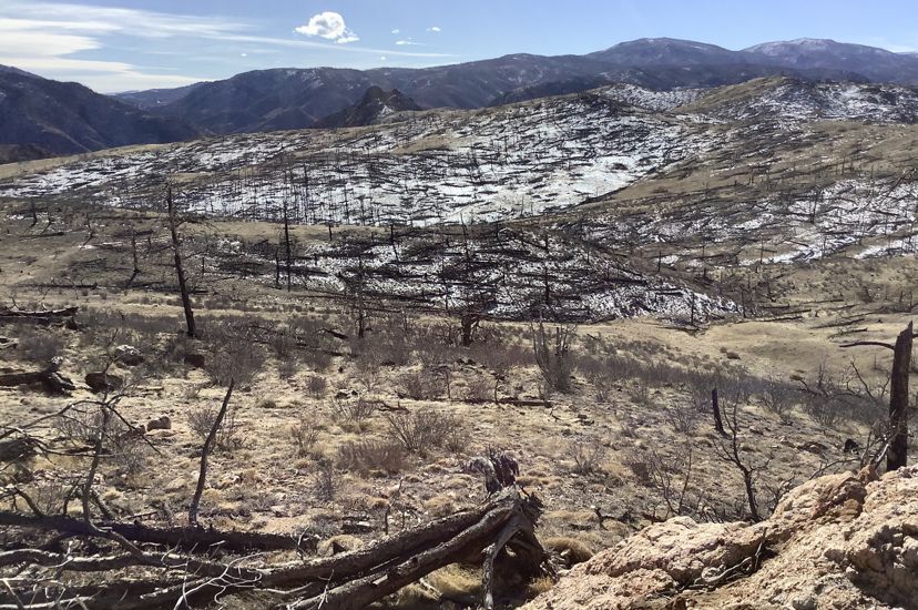 High Park burn scar in January 2020, eight years after the fire. There is very little tree regeneration. TNC is looking to reforest this region with seeds and seedlings.