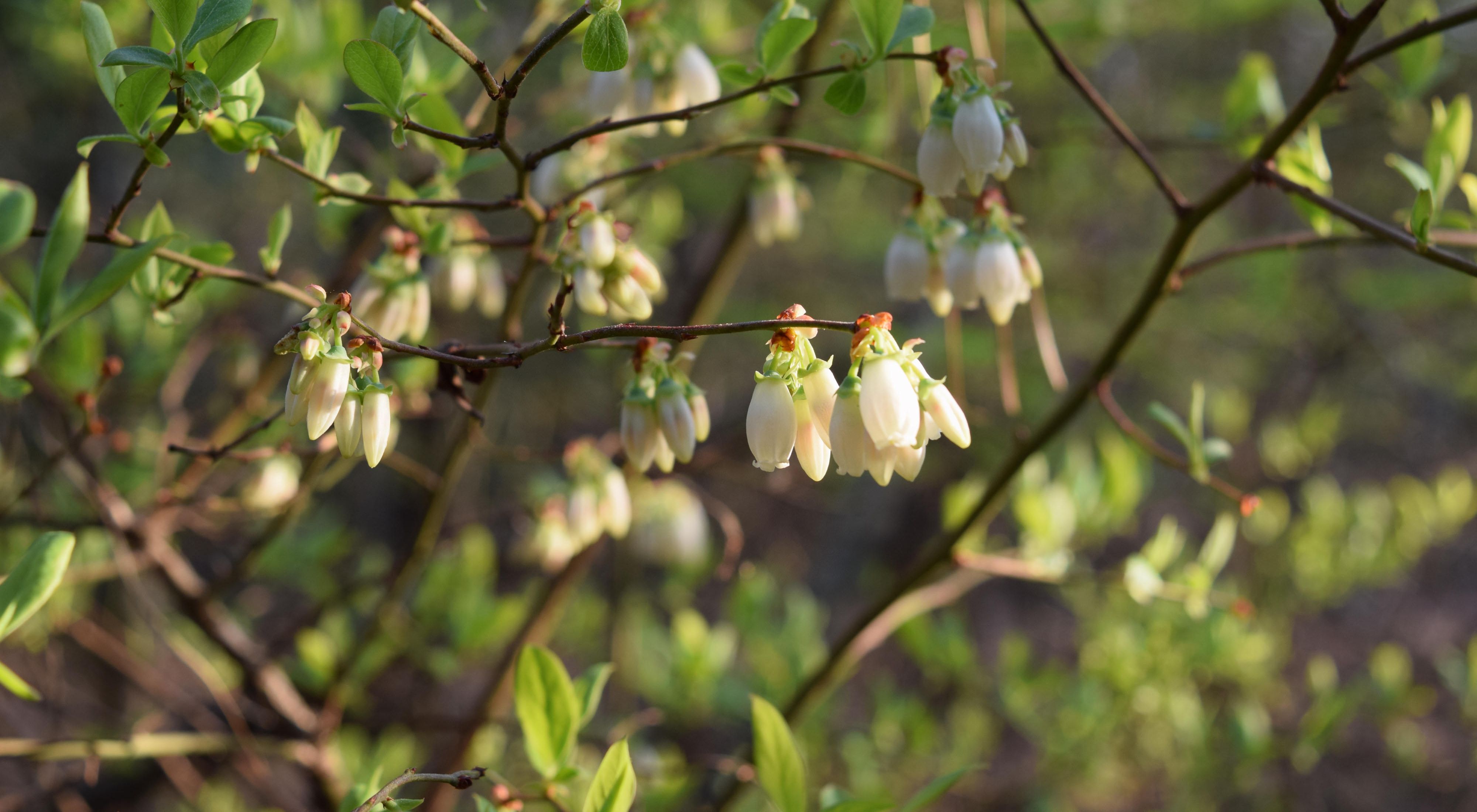 Delicate white blooms hang down from the ends of thin branches.