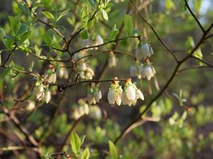 Highbush blueberry flowers. Delicate white blooms hang down from the ends of thin branches.