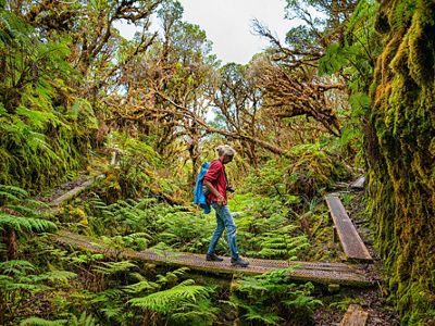 A woman walks across a narrow boardwalk over a fern-filled gulley on the Pepeopae Bog trail in the Kamakou Preserve on Molokai.