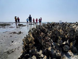 A thick cluster of oyster grow on a reef exposed at low tide. A group of people stand at the edge of the water in the background.