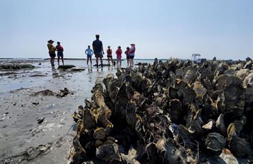 A group of people stand spread out on a beach under a bright blue sky. A large clump of oysters in a restored reef dominates the foreground.