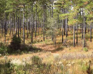 A pine forest towers over yellow and green grasses, white flowers and red clay. 