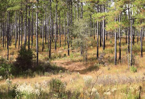 Georgia Fall Line Trees The Nature Conservancy in Georgia