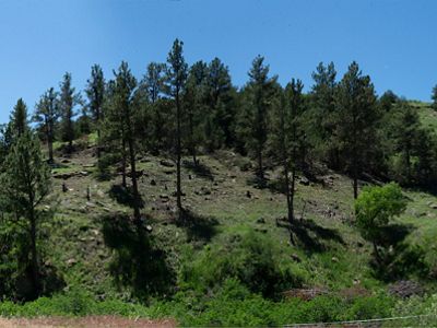 A green hill covered in pine trees.