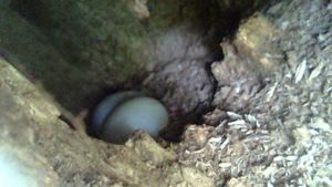 2 sihek eggs in a tree nest as seen by a borescope. 