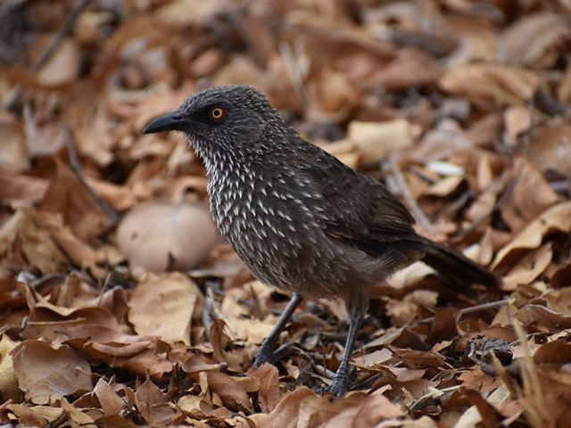 Vulnerable Species
