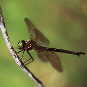 A dragonfly with bright green eyes clasps a small branch with its legs.