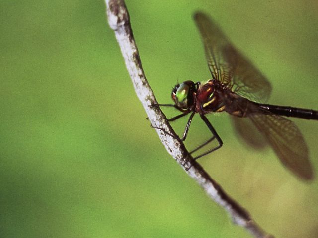 A black, blue and green Hine's emerald dragonfly rests on a branch with green foliage.