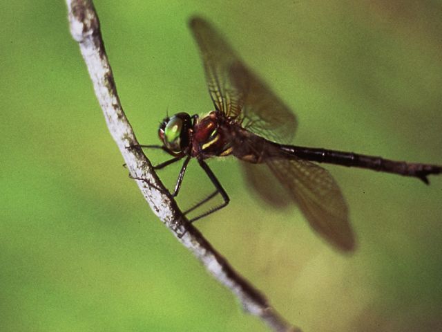 A Hine’s emerald dragonfly rests on a branch. 