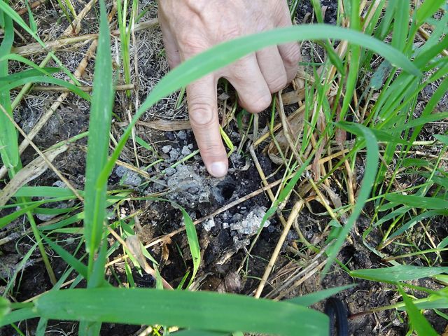 Photo of a human hand with one finger pointing to a small hole in the mud with sprigs of green grass growing up.