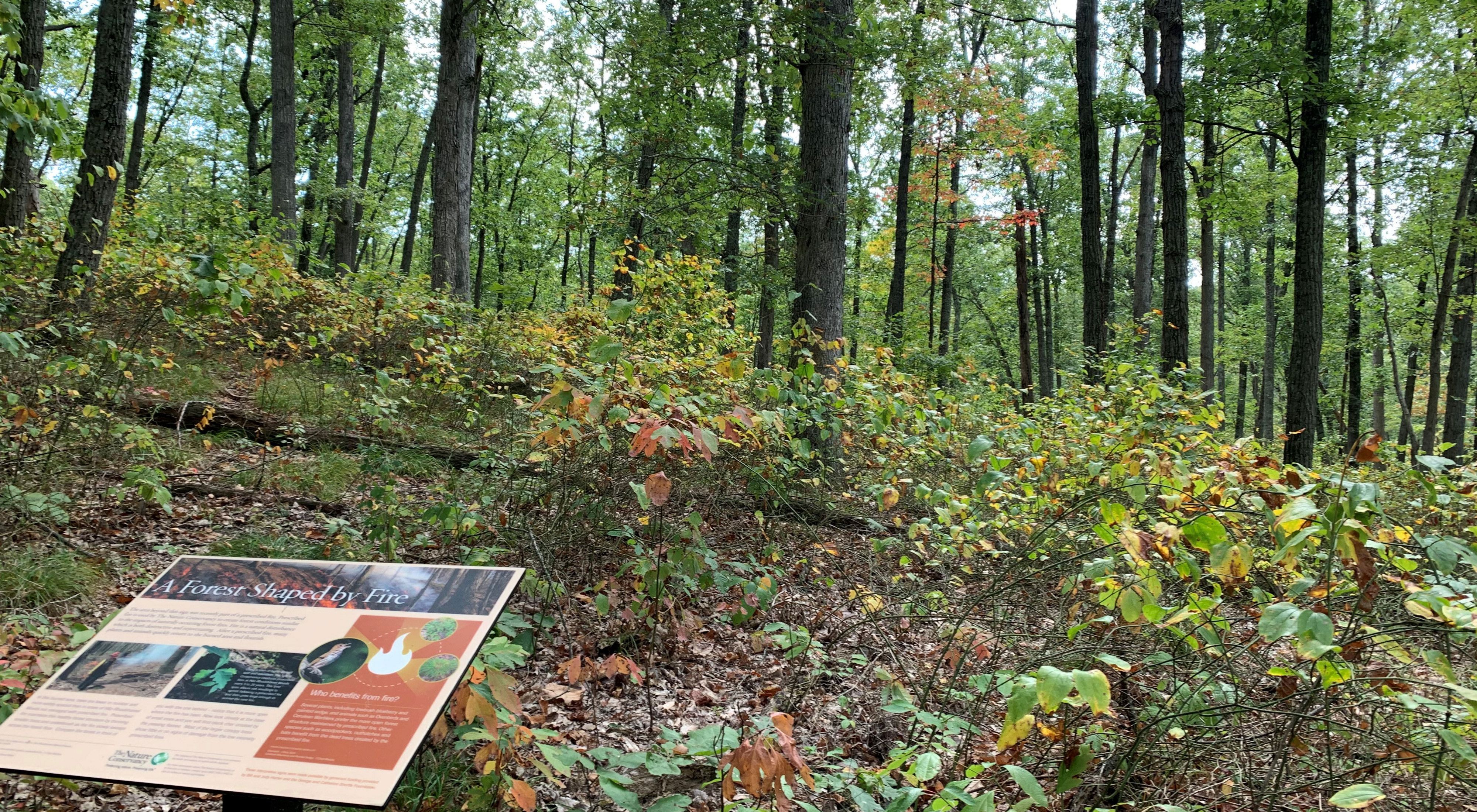 Interpretive sign in forest in early autumn.