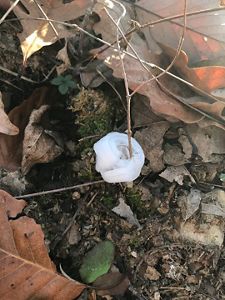 Close-up of a frost curl on the ground.
