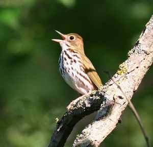 Brown-streaked oven bird singing while perched on branch. 