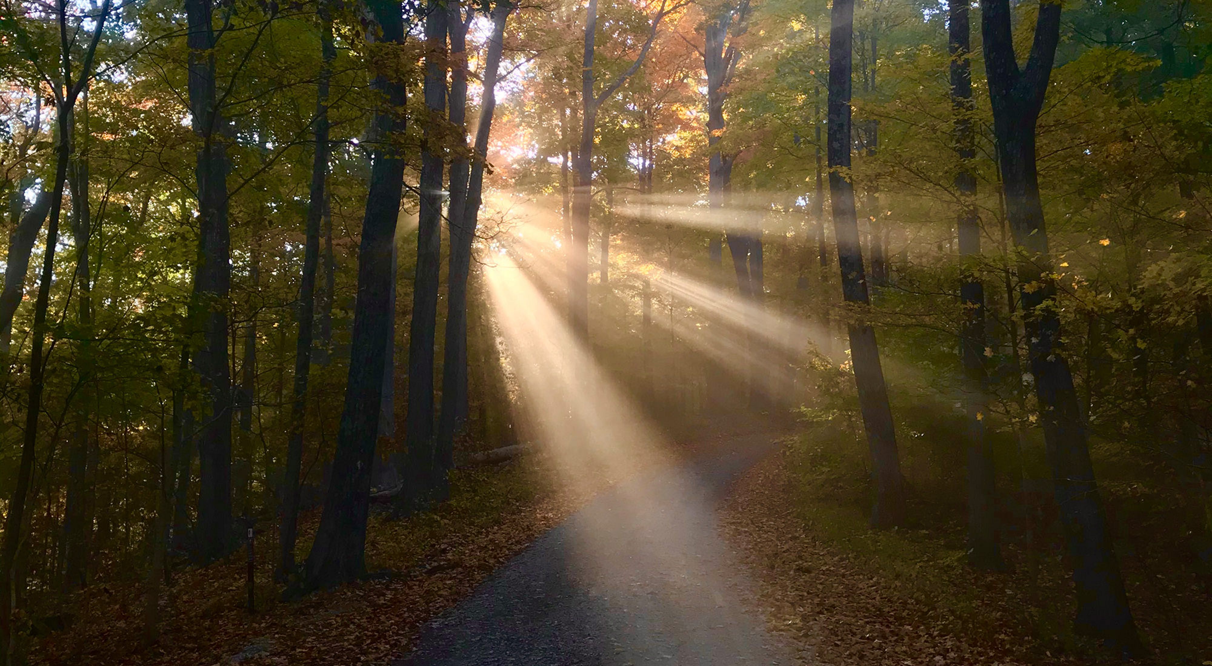 Sunlight streaming through a dense forest.