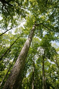 View looking up of forest at Hitz-Rhodehamel Woods.