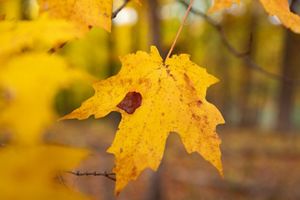 Bright yellow maple leaf.