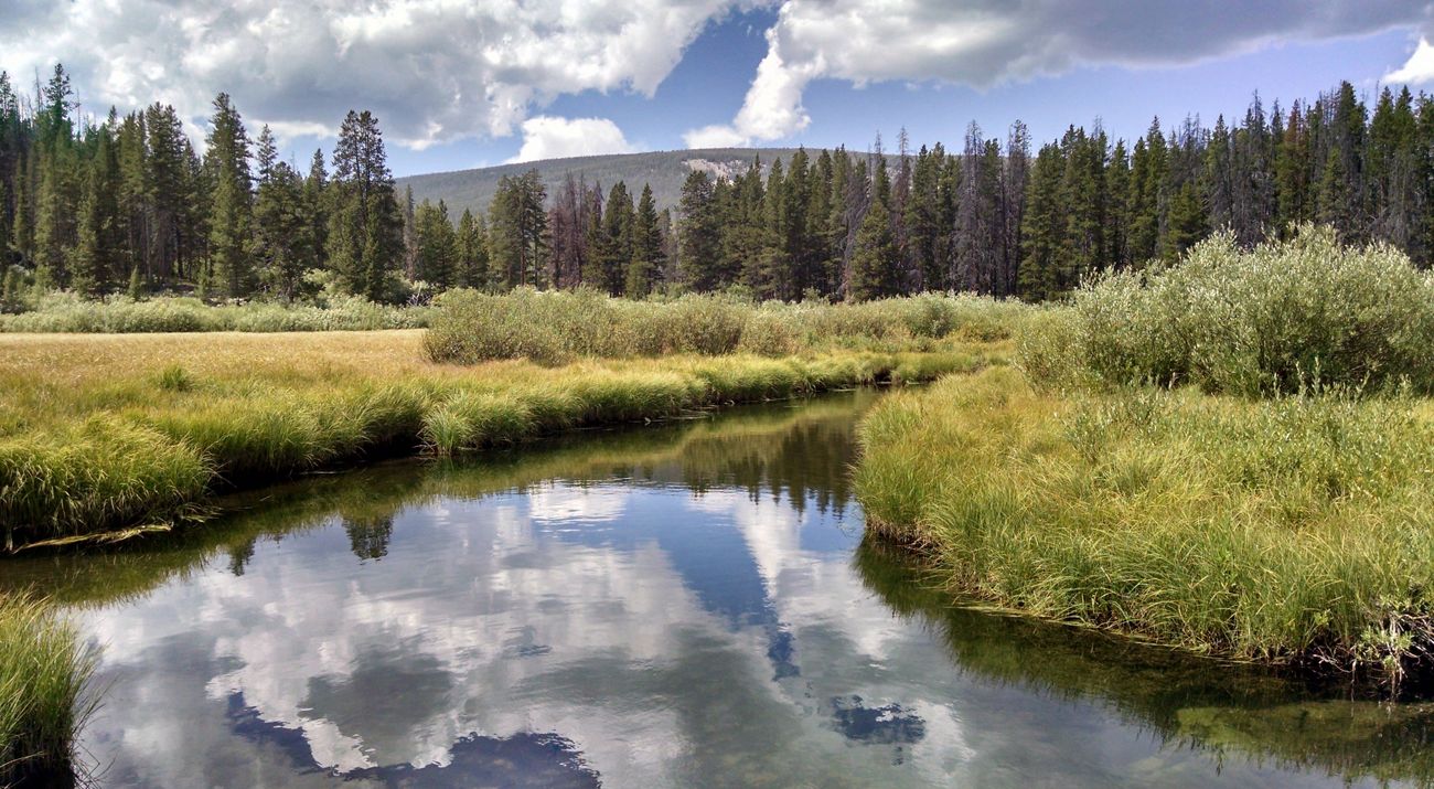 A small stream surrounded by grasses with evergreen trees in the distance.