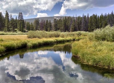 A flat river winds through grassy wetlands bordered by a conifer forest, with white puffy clouds reflected in the water.