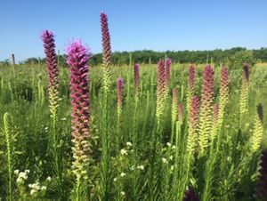 Purple blazing star blooms shoot straight up in tall spikes from thick, green prairie grass.