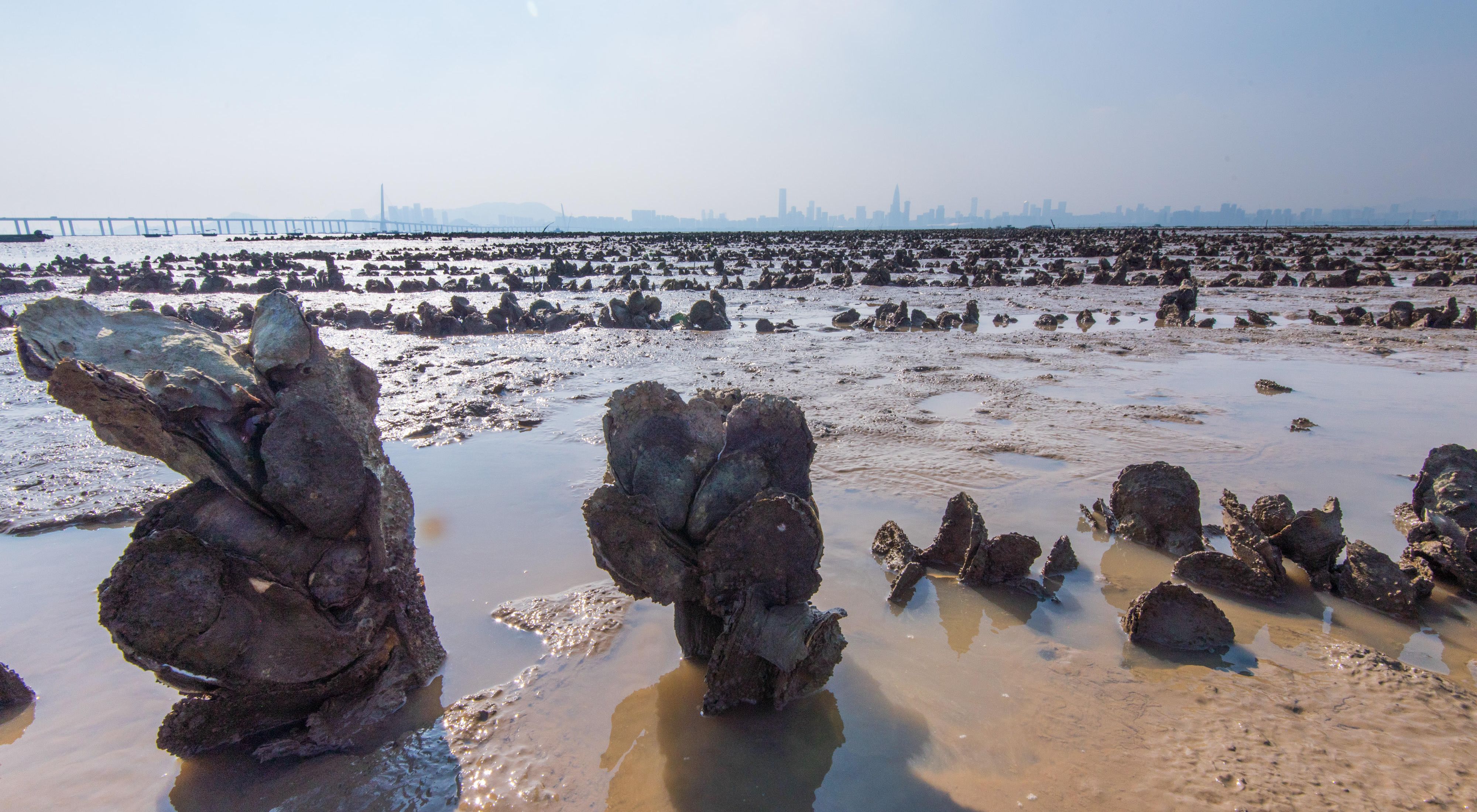 養殖蠔業於香港有700年歷史。為了使人與自然都可持續發展，大自然保護協會正在恢復曾經消失的蠔礁。