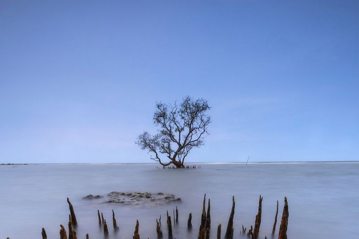 This photo was taken in Lamongan, East Java at sunset. Mangroves were planted to reduce the impact of abrasion around this area.