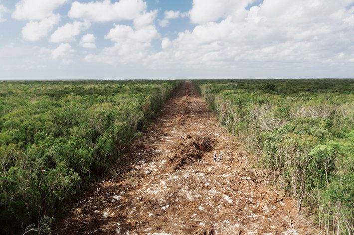 The jungle of the Yucatan Peninsula protects a great biodiversity of species. The Mayan Train will be built here, affecting the best preserved jungle in the country.
