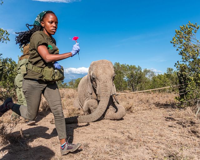 As the mother is sedated, a veterinarian works quickly to diagnose and treat an elephant calf wound. The image was taken at the Ol Pejeta Conservancy on July 20, 2022.