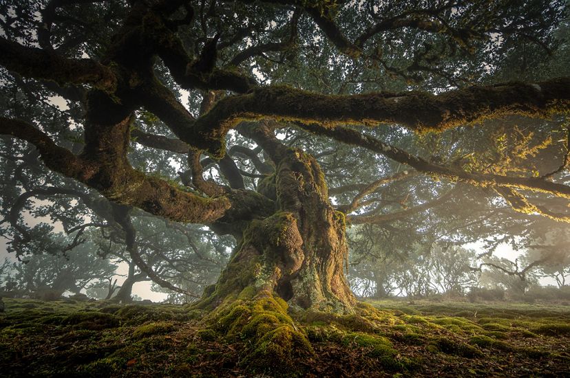 An old tree of Madeira Island light painted in a foggy evening. This forest grows in a high part of the island and has some amazing mossy trees.