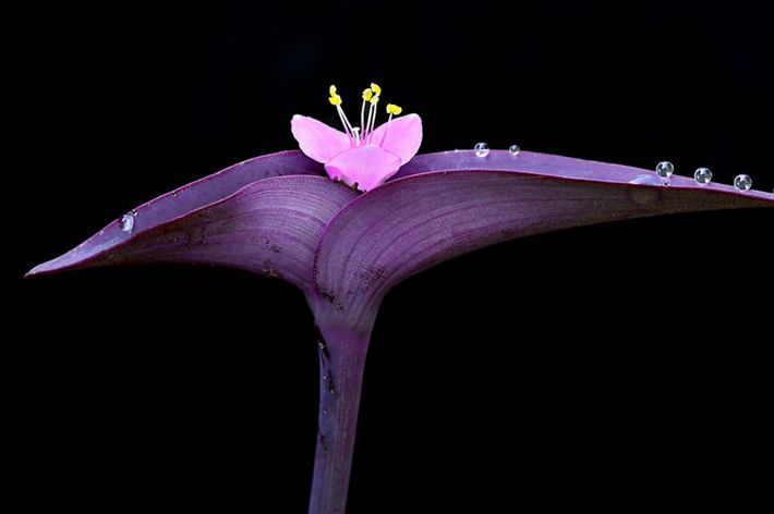 Dew drops balance on this purple heart flower on an early morning in in the spring of 2022 in my front yard in Aiken, SC, USA.