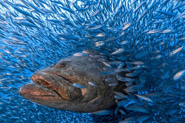 A goliath grouper's head emerges among thousands of small fish.