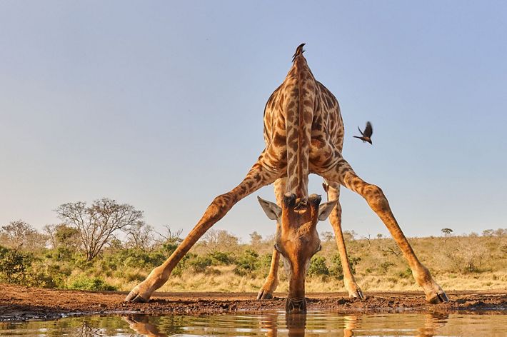 Low angle shot of a giraffe drinking at a waterhole, accompanied by an oxpecker. Zimanga Private Game Reserve, South Africa.