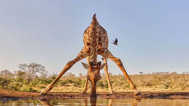 Low angle shot of a giraffe drinking at a waterhole, accompanied by an oxpecker. Zimanga Private Game Reserve, South Africa.