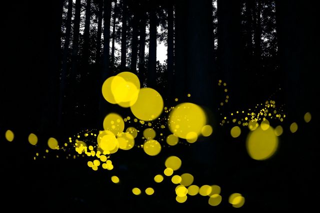 Against the background of a silhouetted forest of black trees, dozens of yellow splotches glow in varying degrees of focus.