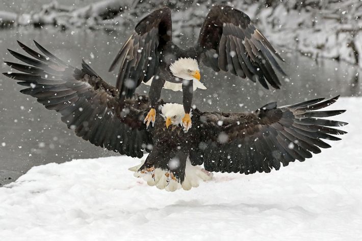 The eagles were fighting for a piece of salmon. The eagle on top flew on top of the second eagle to try and get the salmon. Photographed at the Eagle Fest at Haines, AK.