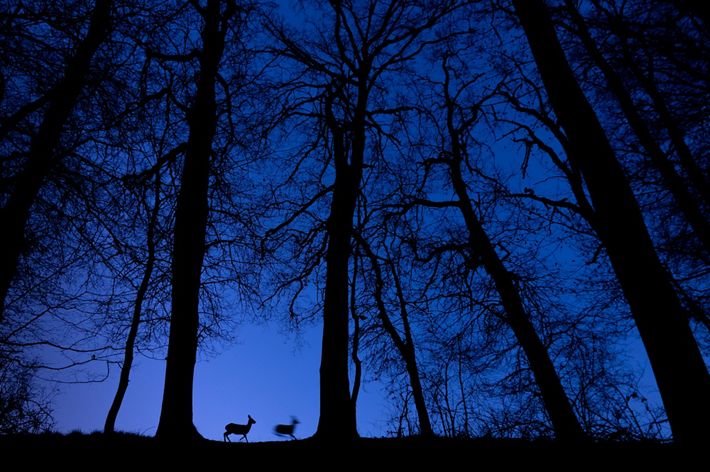 Deer at dawn blue.