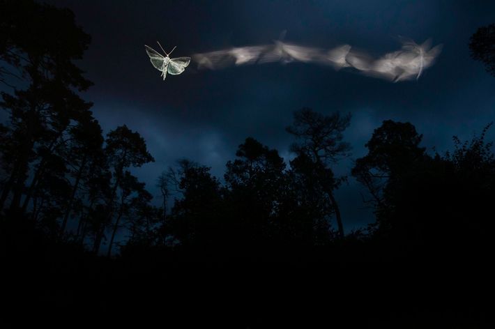 To keep track of the flight, I used an LED headlight. So that the twilight effect is in the background, so I chose multi-exposure inside the camera.