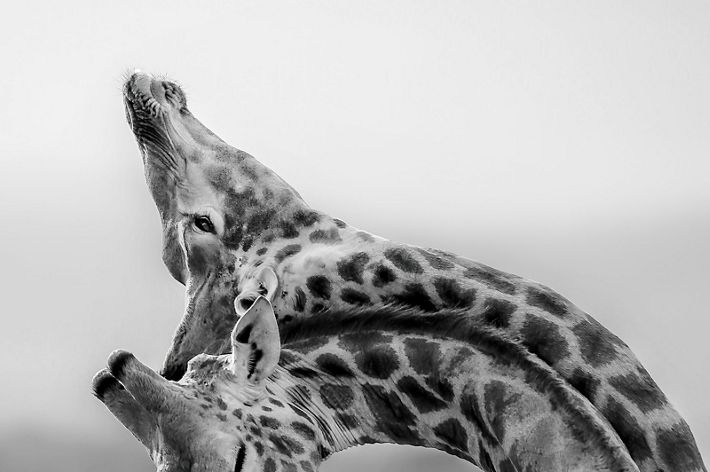 During my time studying the African painted dog in South Africa, we came across these two young bull giraffes “necking” – which is their form of sparring or fighting.