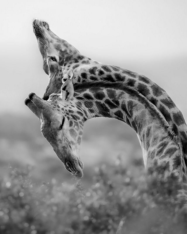 During my time studying the African painted dog in South Africa, we came across these two young bull giraffes “necking” – which is their form of sparring or fighting.