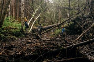 People looking at a fallen tree. 