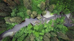 An aerial view of a river flowing through a dense forest. 
