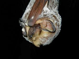 A close-up of a hoary bat hanging upside down.