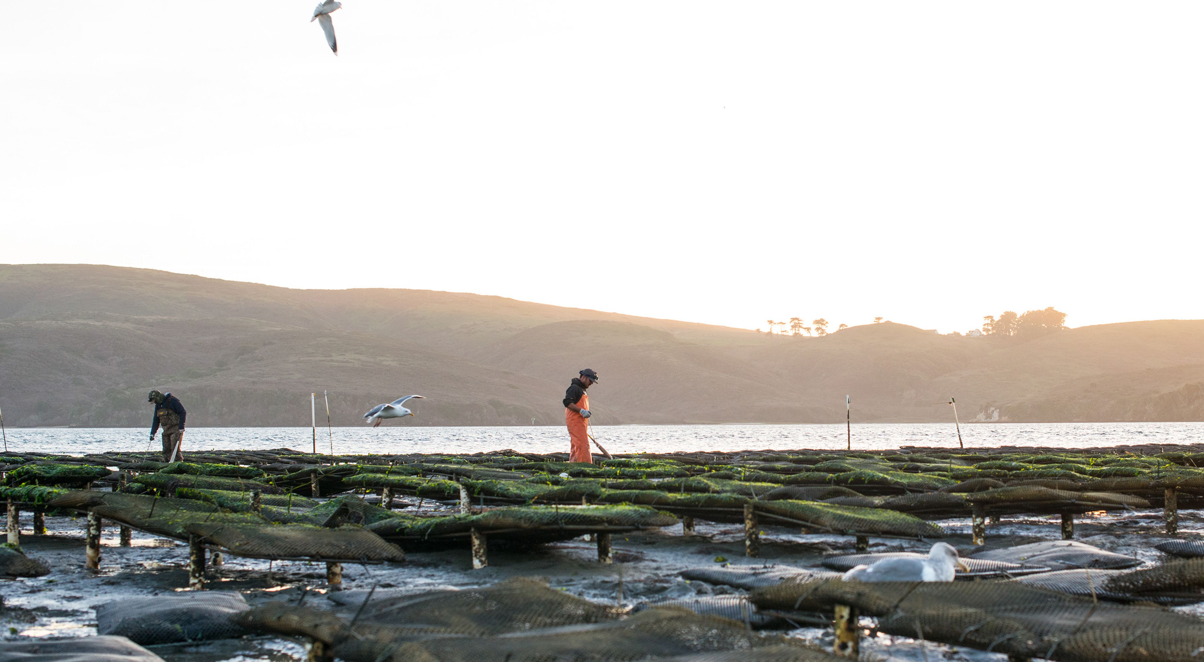 Workers at sunrise at Hog Island Oyster Farm on Tomales Bay in Marshall, California. 