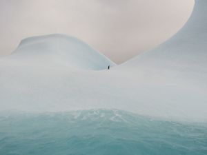 Adelie penguin on an iceberg.