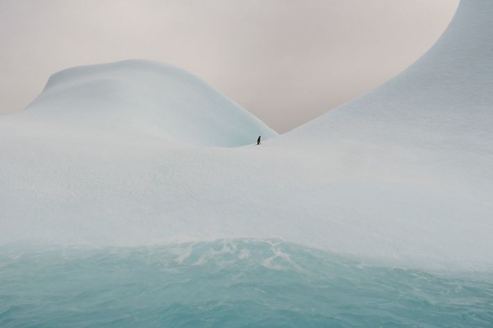 Adelie penguin on an iceberg.