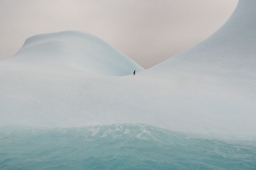 Adelie penguin on an iceberg.